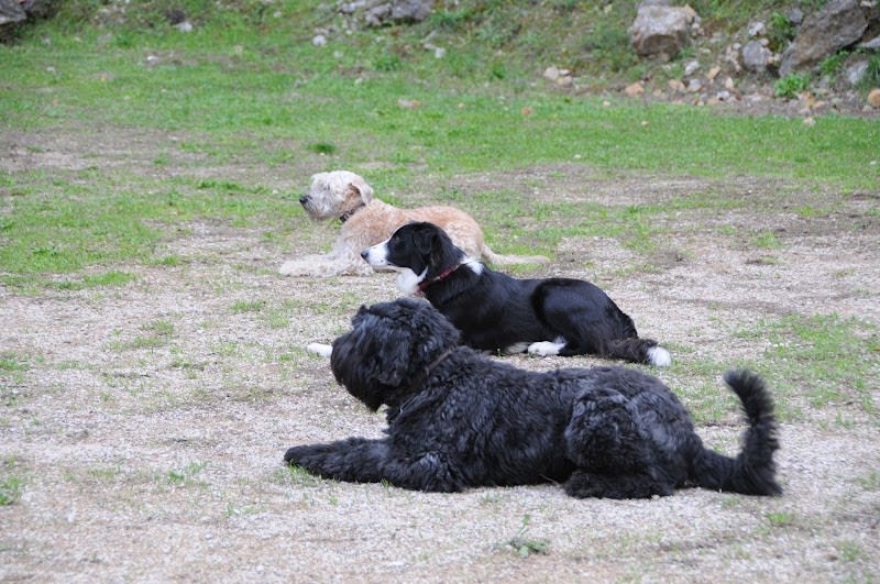 Cercle Canin 06 de Grasse — photo