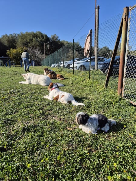 Club Canin Mouginois — photo