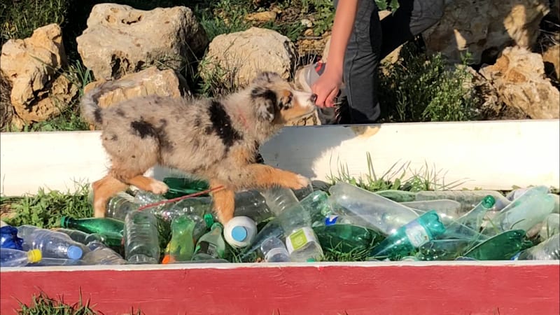 École du Chiot et du Chien | Chiari Gisèle — photo