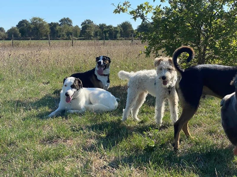 Educanine — photo