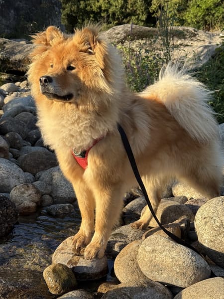 L' En Patte Ty - Educateur comportementaliste canin - A votre domicile — photo