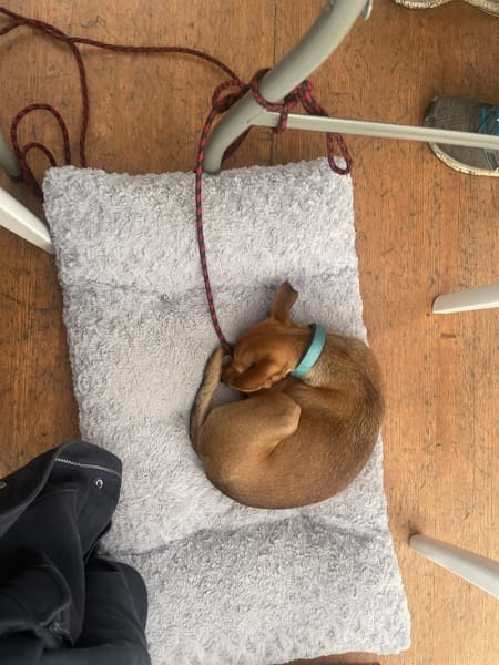 Chiens Des Ducs — photo