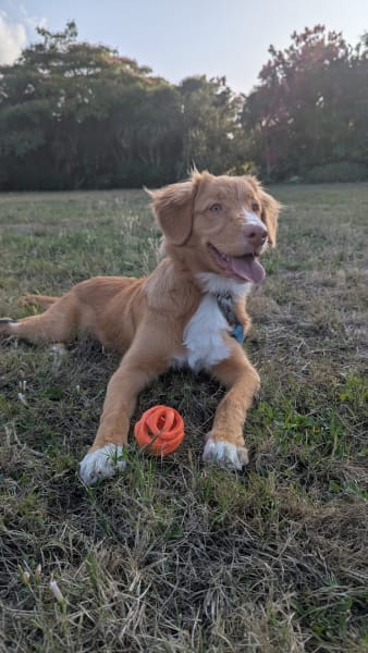 Éducateur comportementaliste canin - Nico&Auslo — photo