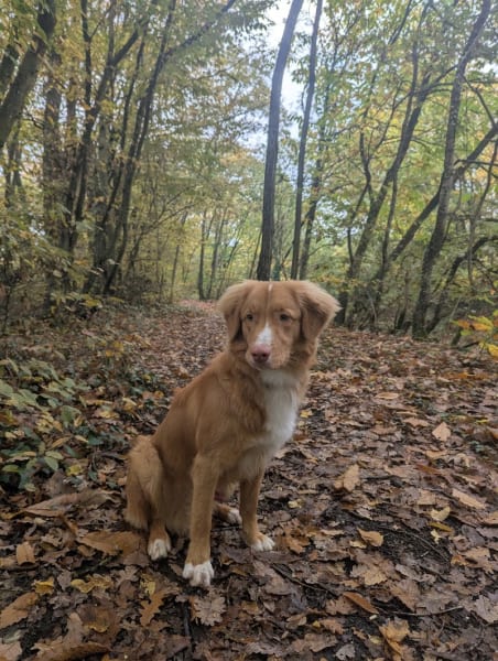 Éducateur comportementaliste canin - Nico&Auslo — photo
