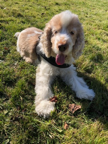 L'ECOLE DE LUFFY - Elisabeth PORTE - COMPORTEMENTALISTE CHATS ET CHIENS — photo
