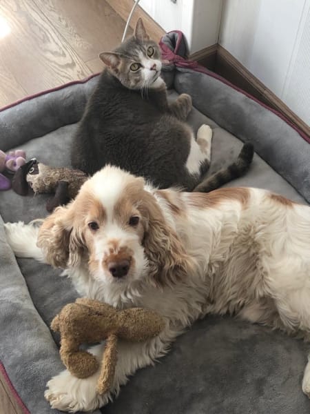 L'ECOLE DE LUFFY - Elisabeth PORTE - COMPORTEMENTALISTE CHATS ET CHIENS — photo