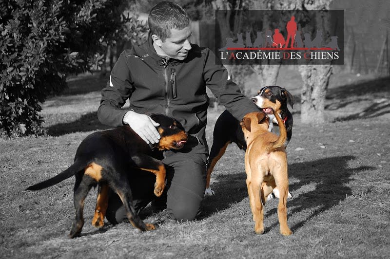 L’ACADÉMIE DES CHIENS - Éducateur comportementaliste canin. — photo