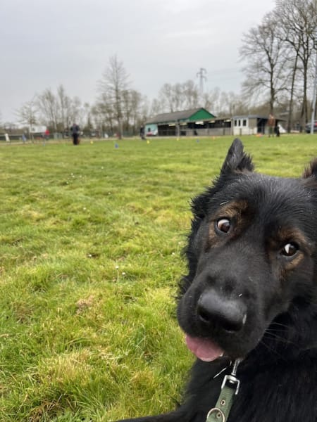 Club Canin de Basse Goulaine — photo