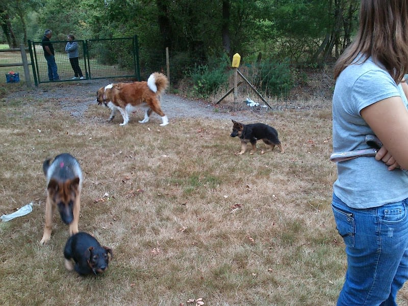 Bouguenais Sport Canin — photo