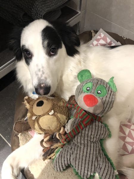 lmdetection - détection canine de punaises de lit — photo