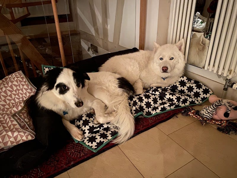 lmdetection - détection canine de punaises de lit — photo