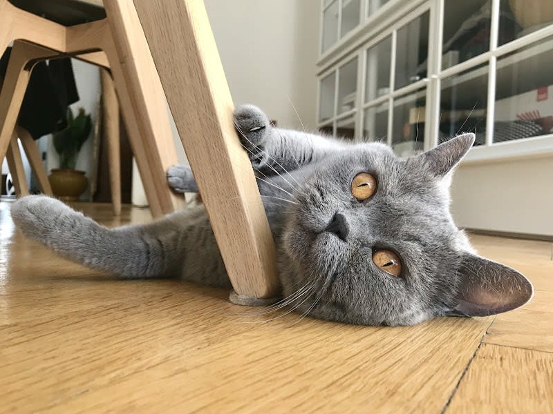 Lysaël · Laëtitia Papirer - Comportementaliste chat — photo