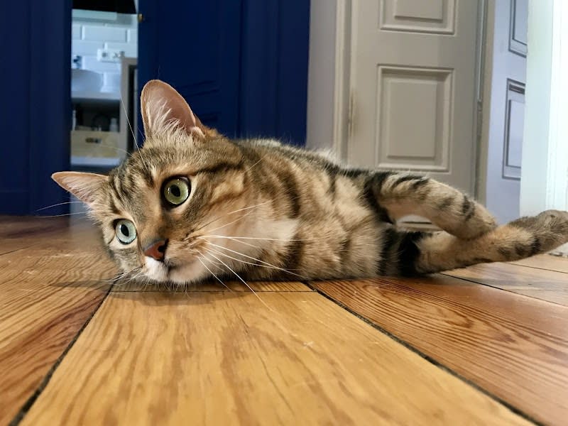 Lysaël · Laëtitia Papirer - Comportementaliste chat — photo