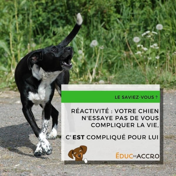 Éduc-Accro • Education canine à Strasbourg — photo