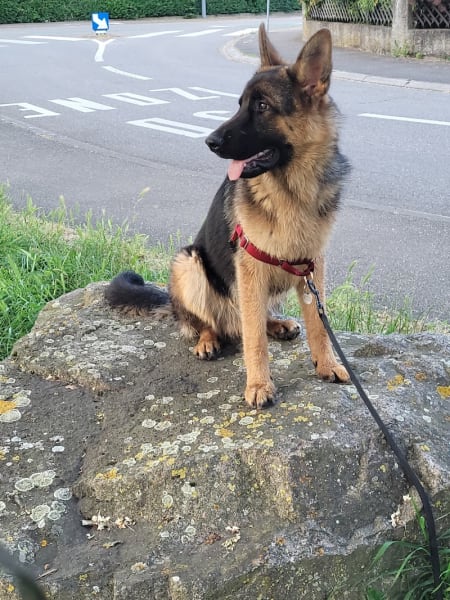 Éducateur Canin Relax dog - Garde d'animaux — photo