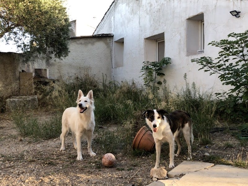 Le temps du chien - Education canine et comportement — photo