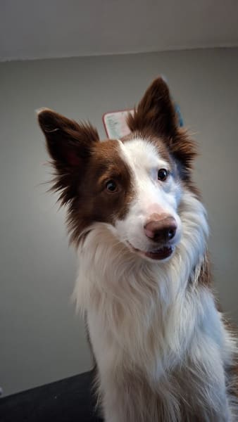 Canilogy - Éducateur et Comportementaliste Canin - Montpellier et alentours — photo