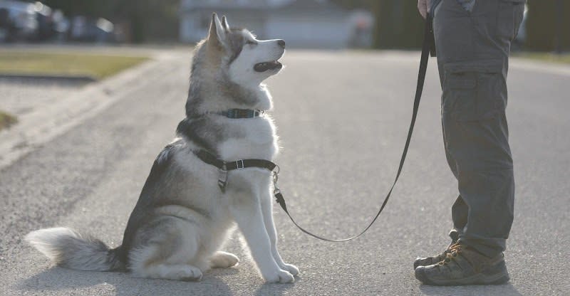 Dog Imperial - Rééducation de Chiens Agressifs — photo