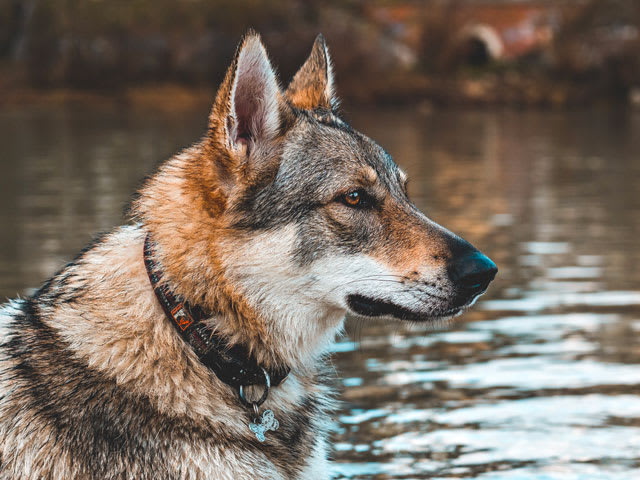 Dog Imperial - Rééducation de Chiens Agressifs — photo