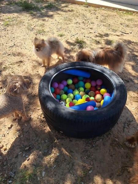 Education canine - Zoothérapie - Pension familiale pour petits chiens. DIALDOG — photo