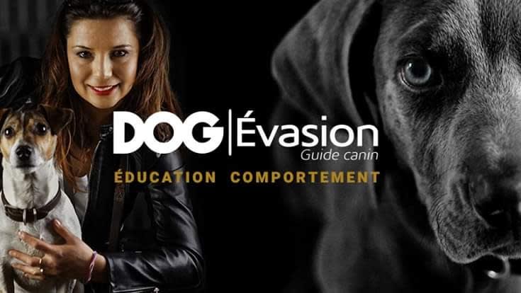 DOG Evasion — photo