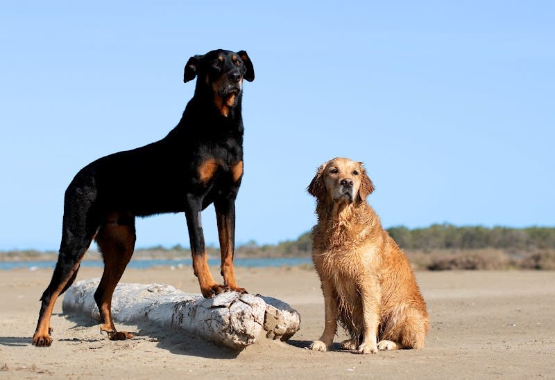 Truf'Zen - Comportementaliste Canin & Félin - Lattes et alentours — photo