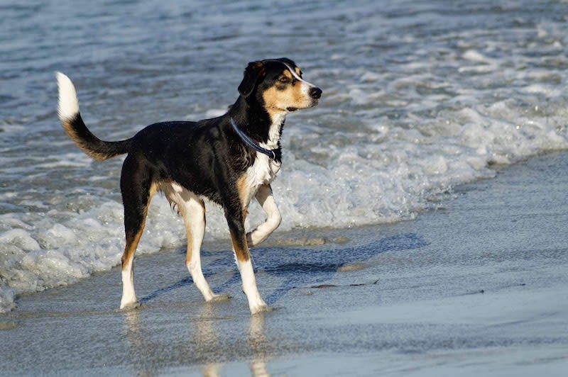Evolutty - Éducateur et comportementaliste canin - Montpellier et alentours — photo