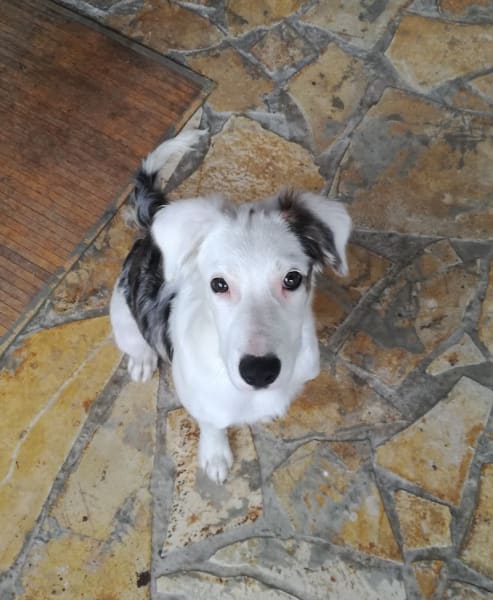 Humeurs de Chien — photo