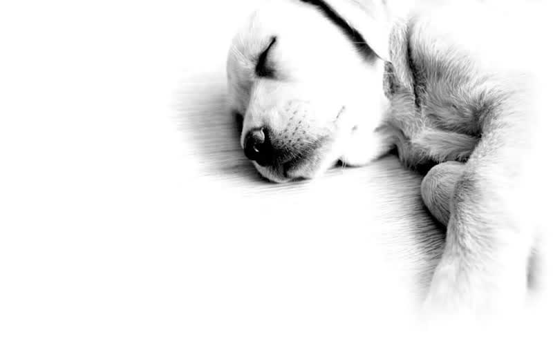 Club canin Mauguio Carnon — photo