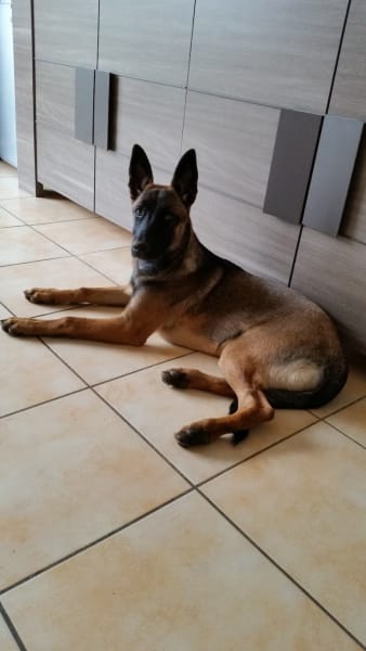 Club canin Mauguio Carnon — photo