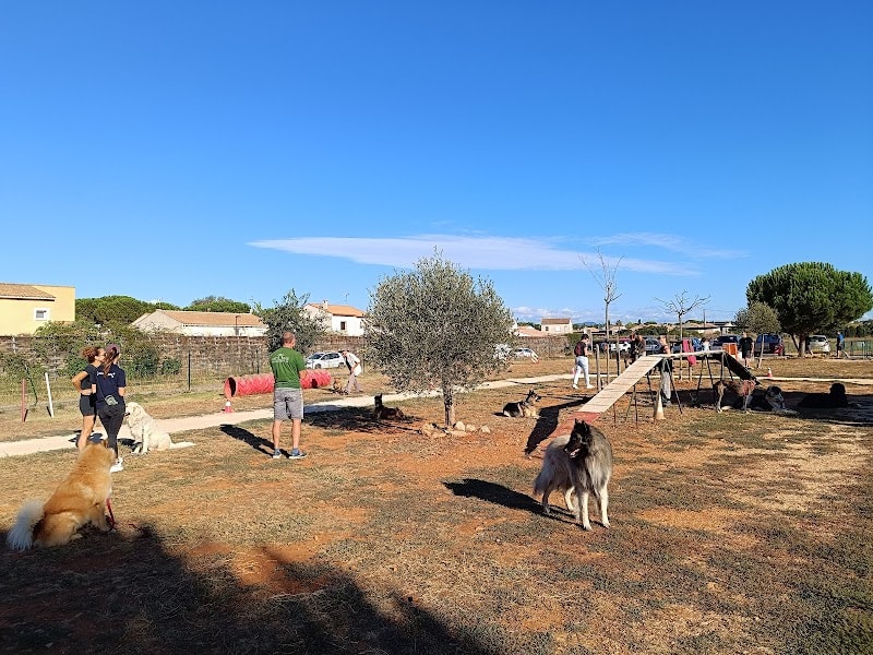L'école des 4 pattes — photo