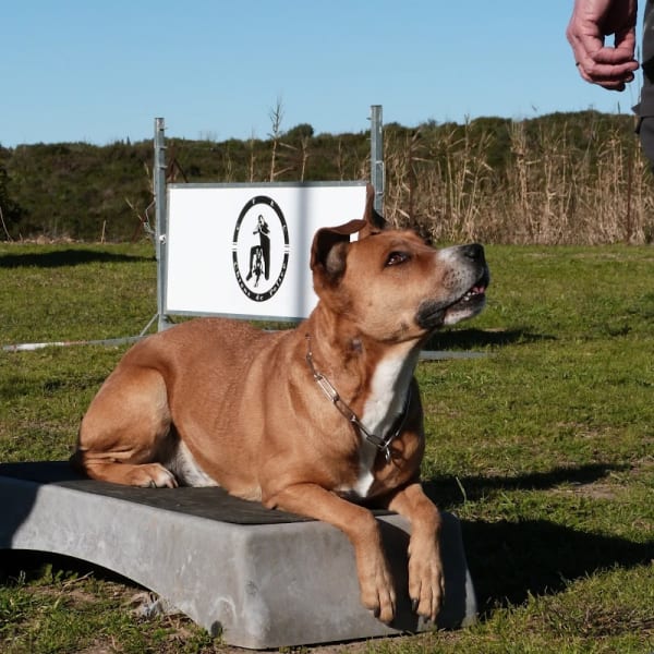 Centre d'Education Canine et Sportive — photo