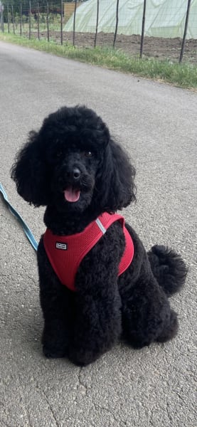 Education et Sports Canins Pignanais (ESCP) — photo