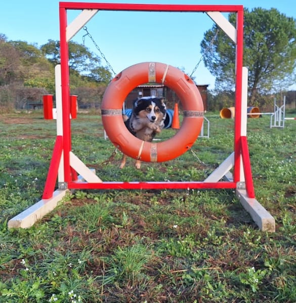 Éducation canine 34 — photo
