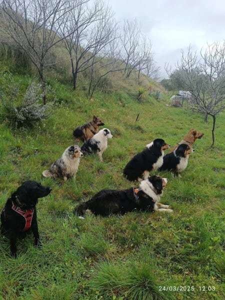 Éducation canine 34 — photo