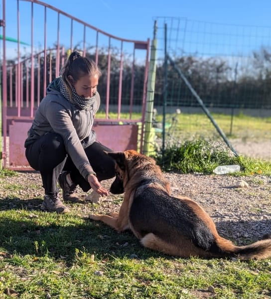 AHCC - Association Héraultaise Comportement Canin — photo
