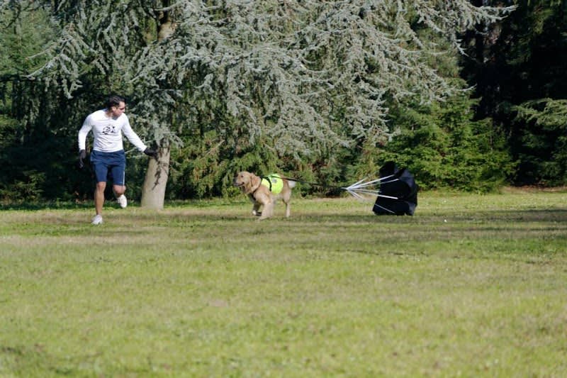 Bordog — photo