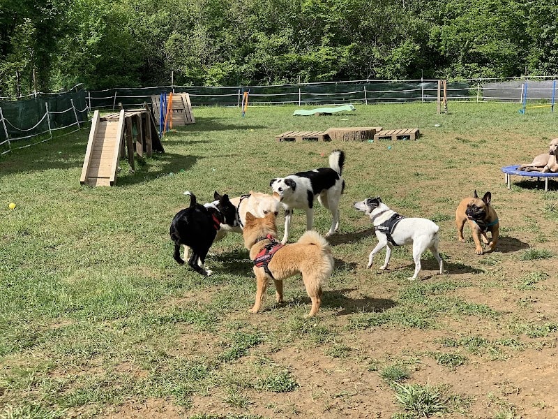 Centre de loisirs et éducateur canin "Les Amis de Lulu" — photo