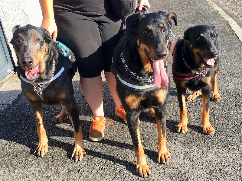 Centre de loisirs et éducateur canin "Les Amis de Lulu" — photo