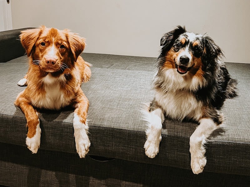 Paws Up ! Éducateur comportementaliste canin — photo