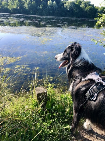 J'Educ Zen - Educateur comportementaliste canin/Pension canine — photo