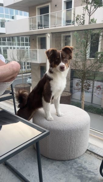 J'Educ Zen - Educateur comportementaliste canin/Pension canine — photo