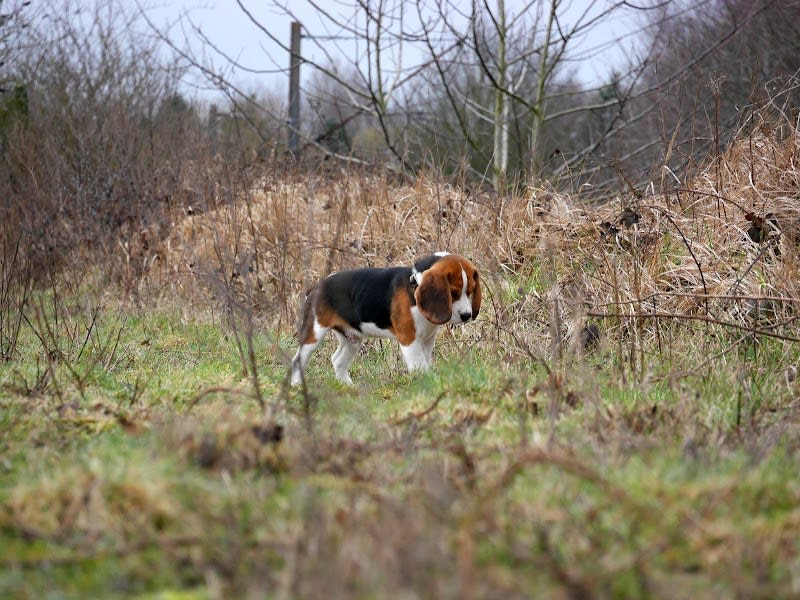 Think Dog - Éducateur et Comportementaliste canin à Lille — photo