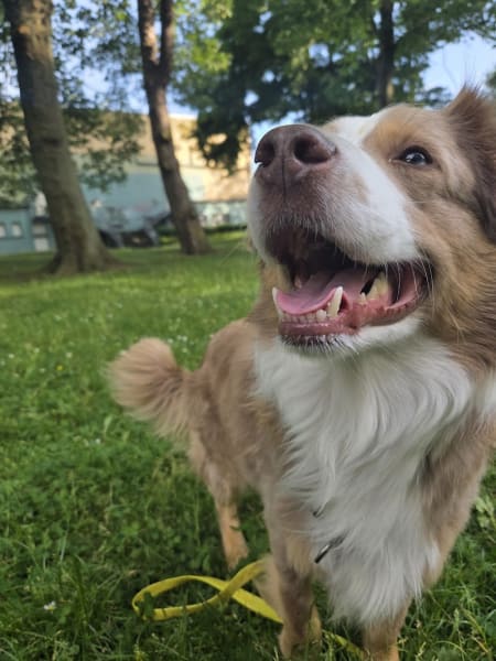 Dog n progress | Educatrice & coach en comportement canin — photo