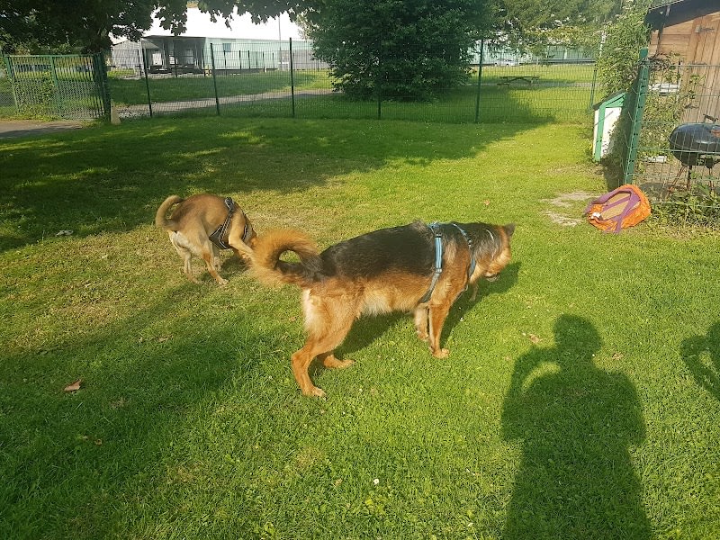 Club d'Education Canine Bienveillante à Lille — photo