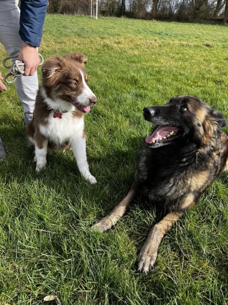 Doggy’Cation – Éducation & Comportement Canin à Loos — photo