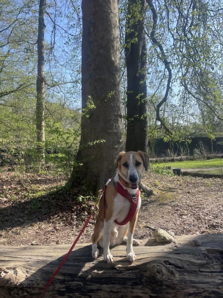 Entre Pawtes - Éducateur comportementaliste canin — photo