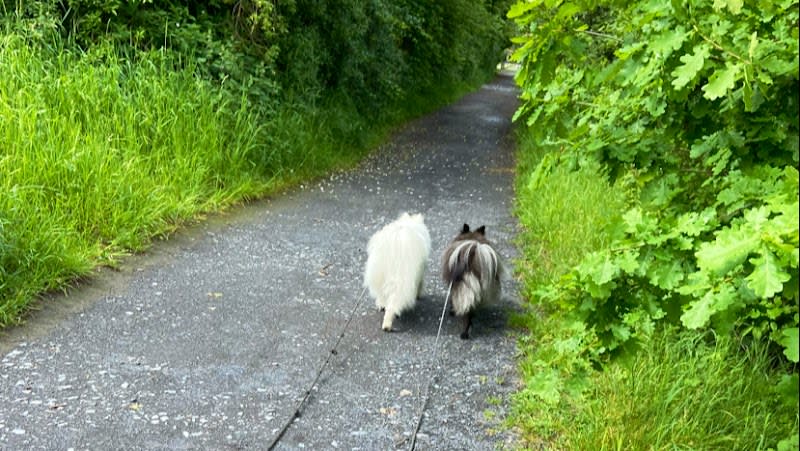 Quat'Pattes - Education canine bienveillante — photo
