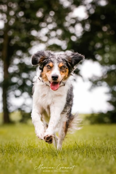 Libr'Anima - Comportementaliste Educateur Canin et Félin — photo