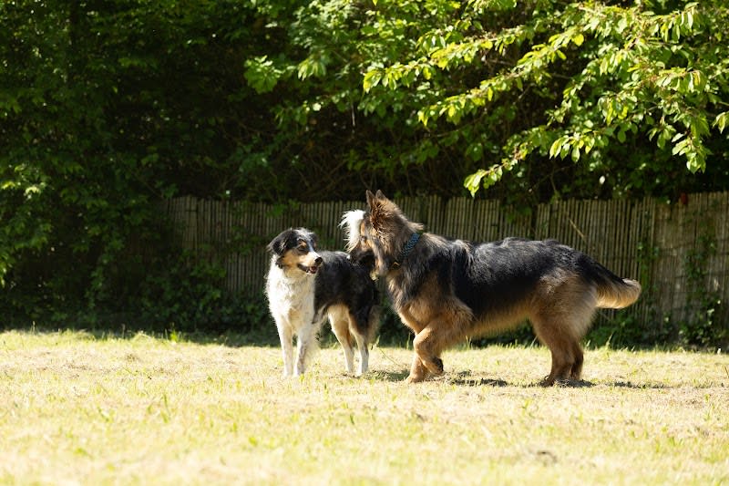 Libr'Anima - Comportementaliste Educateur Canin et Félin — photo
